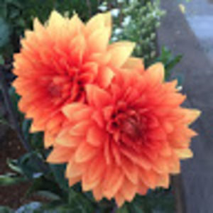 Meet your Posher, Paige